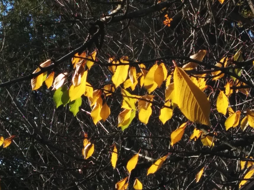 Wordless Wednesday: fall | KO Rural Mad As Hell Blog