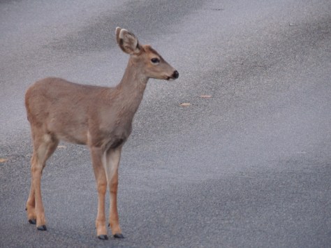 first nikon p150 010.JPG