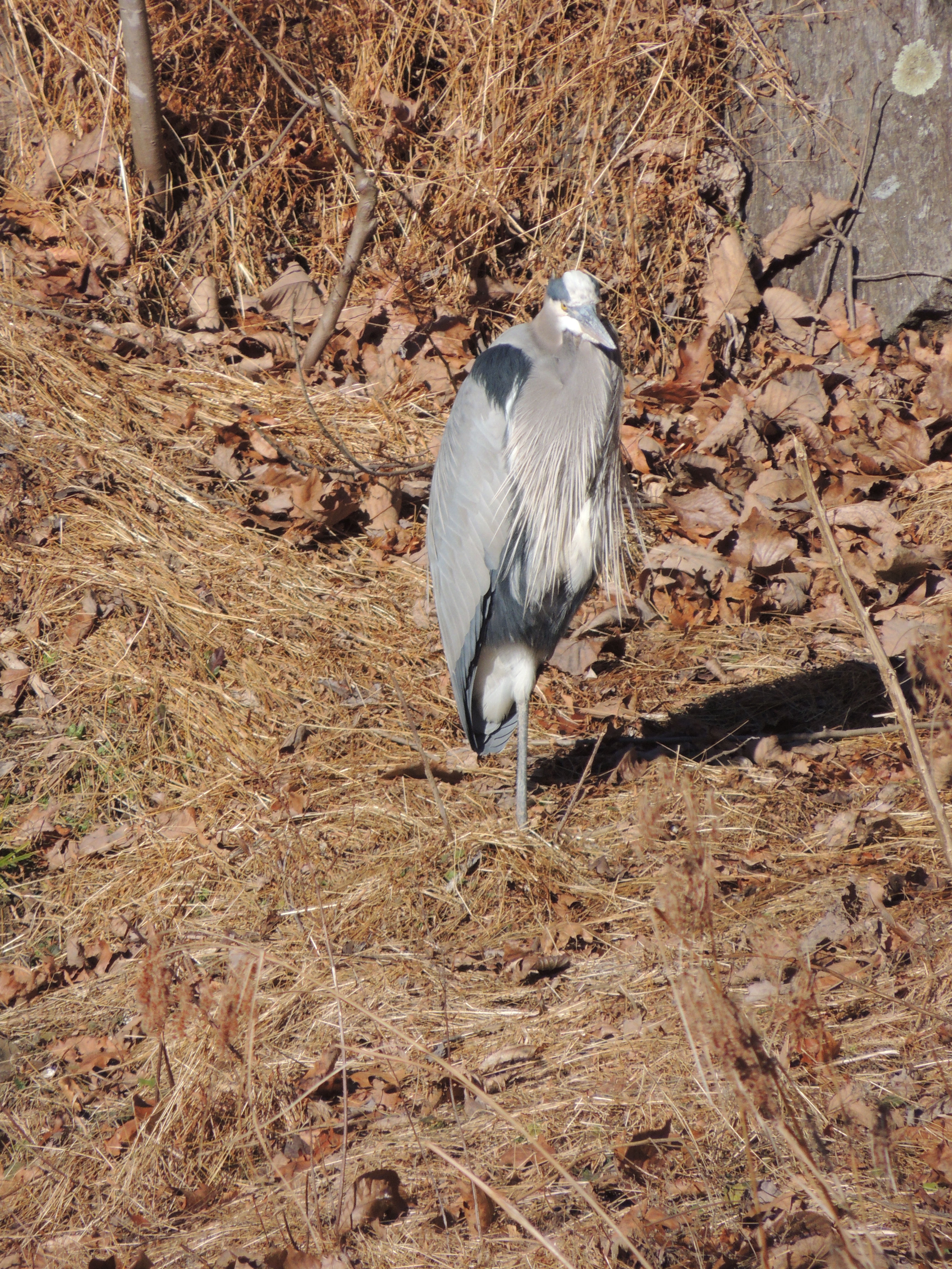 Great blue heron, standing on the shore of the C & O Canal on one leg, observing the photographer. 
