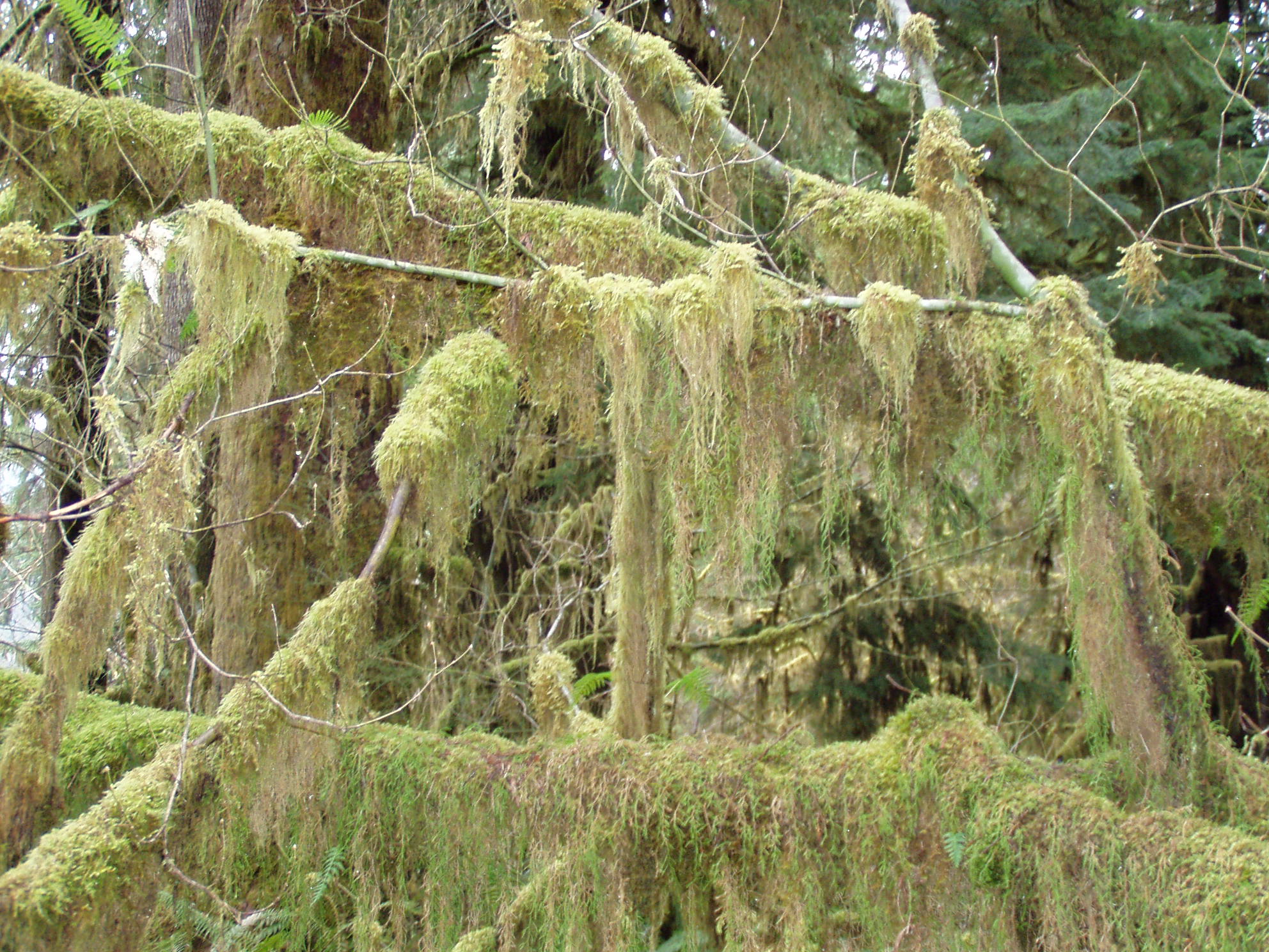 Moss in the Hoh Rain Forest, trailing from the branches.