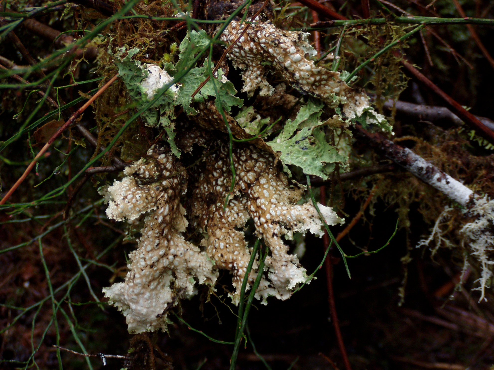 Lichen in the Hoh Rain Forest. 