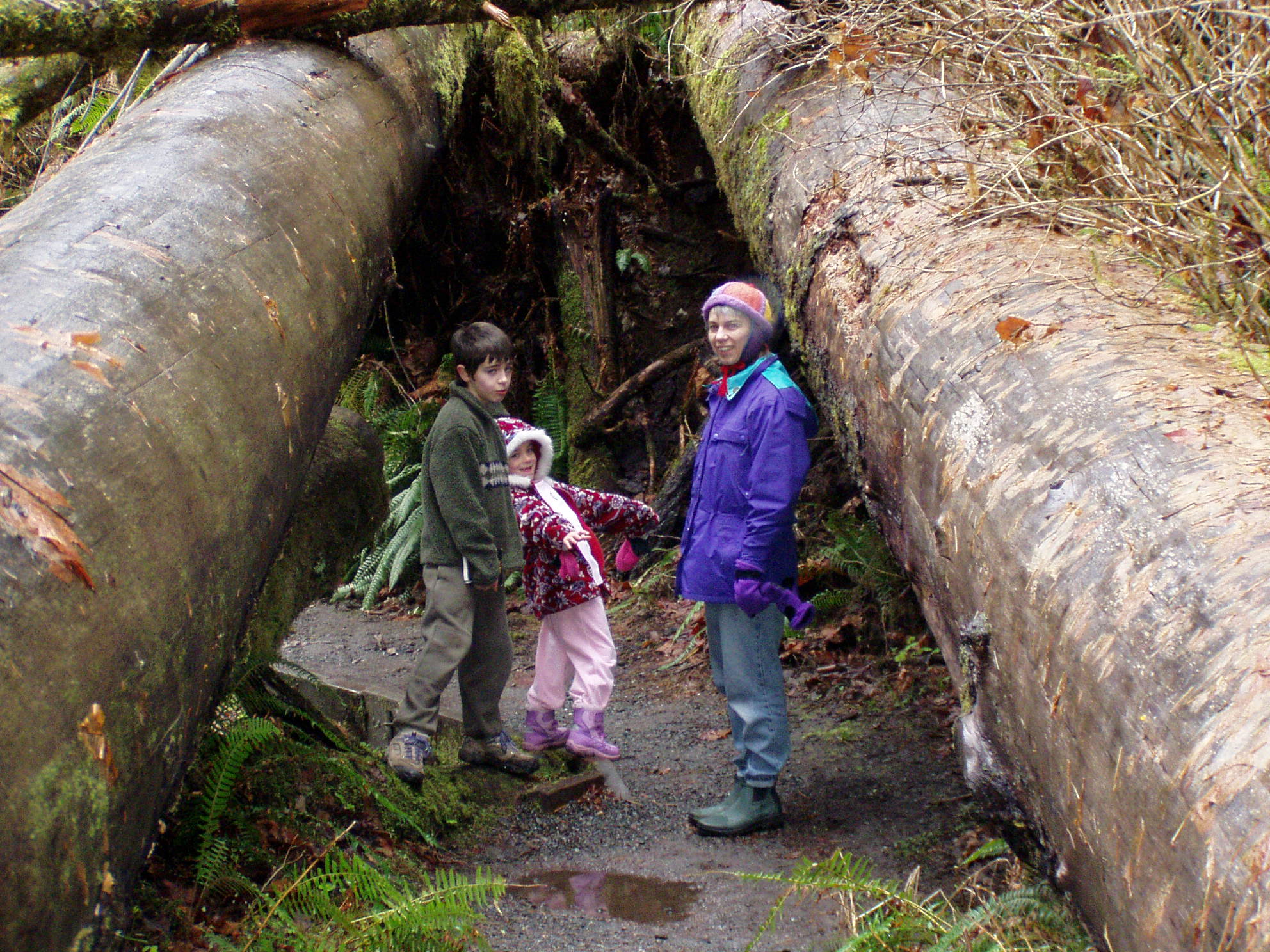 Walking under giant fallen trees.