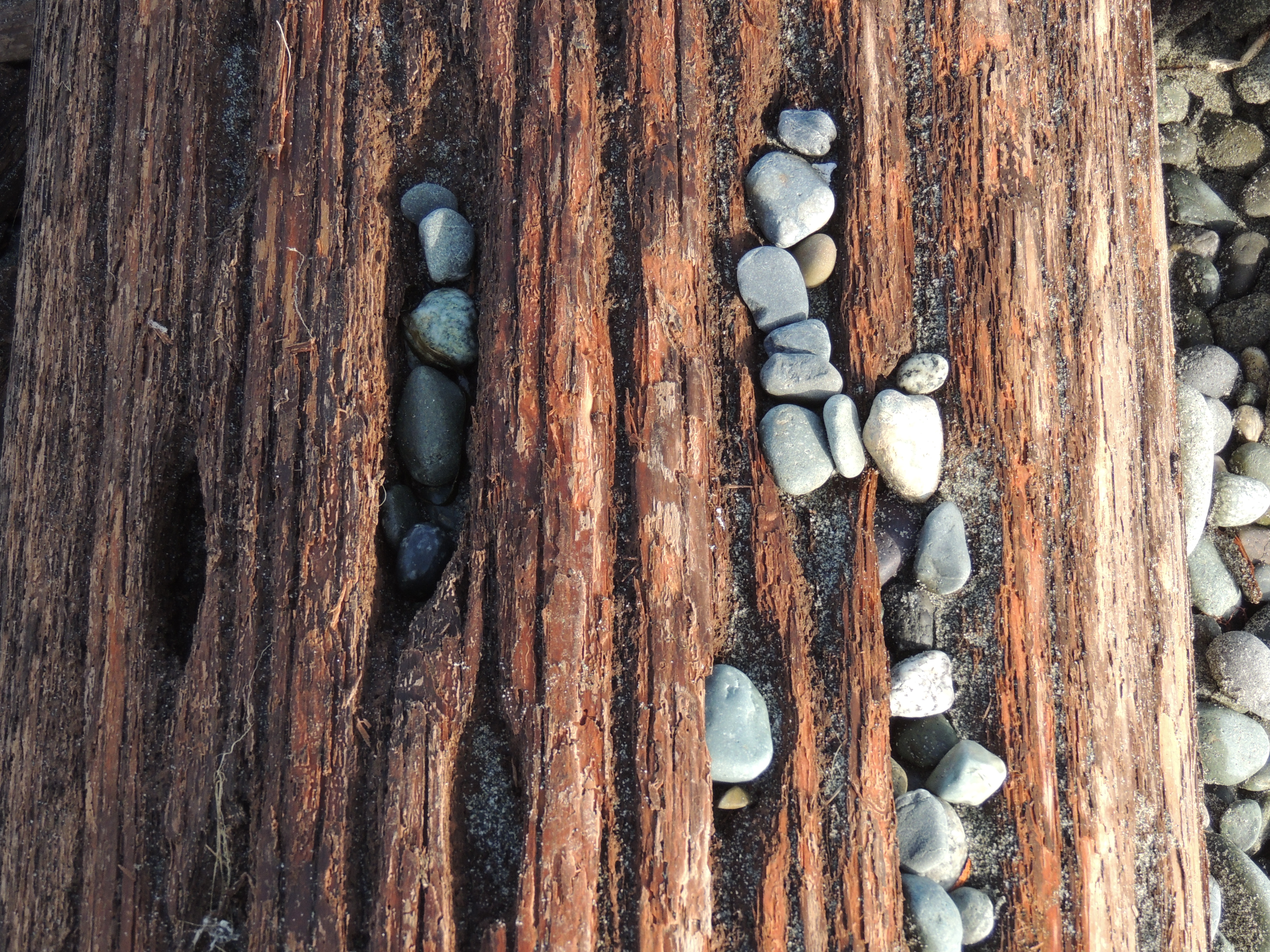 Beach drift log with pebbles