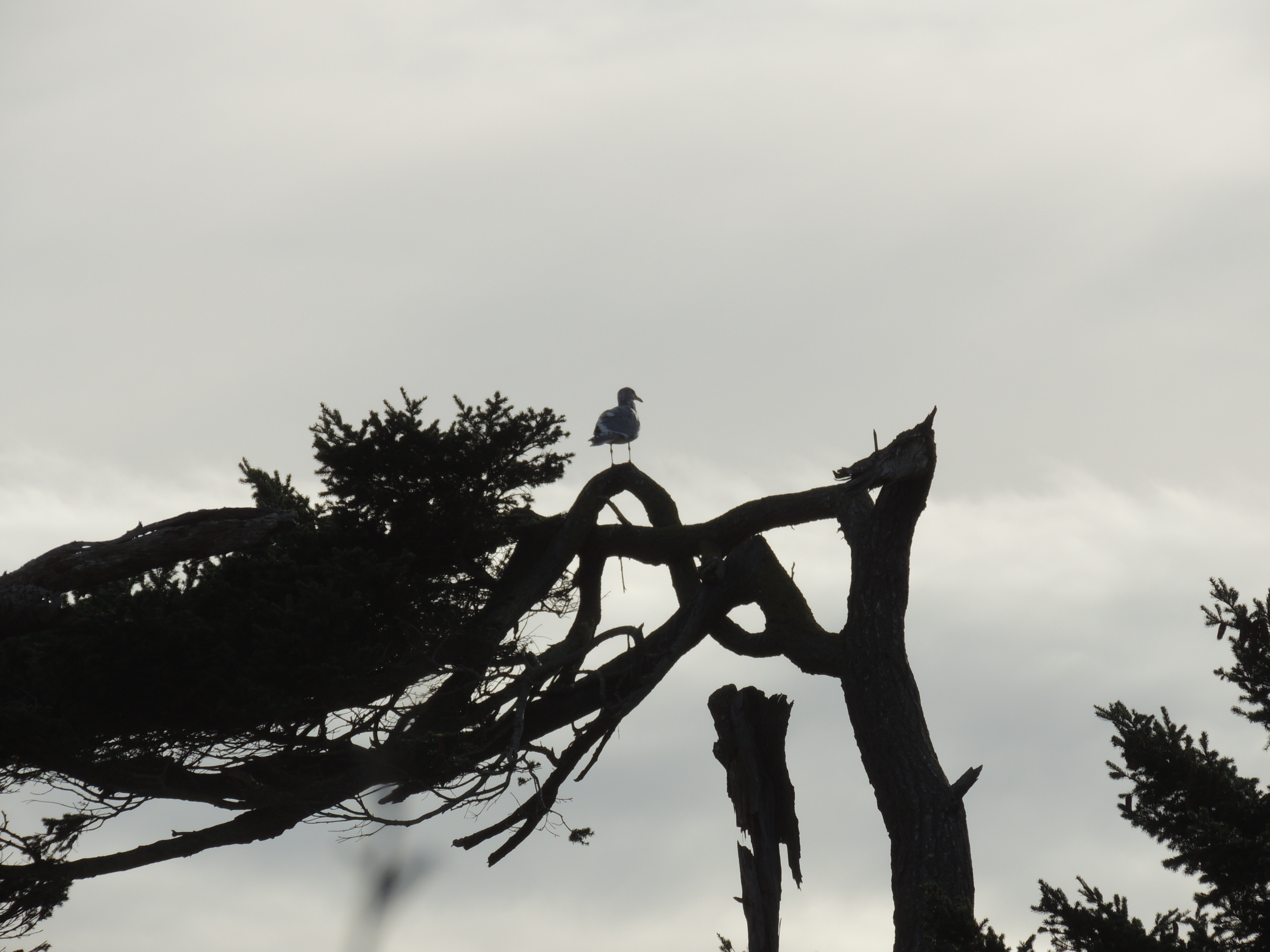 Gull in wind blown tree. 