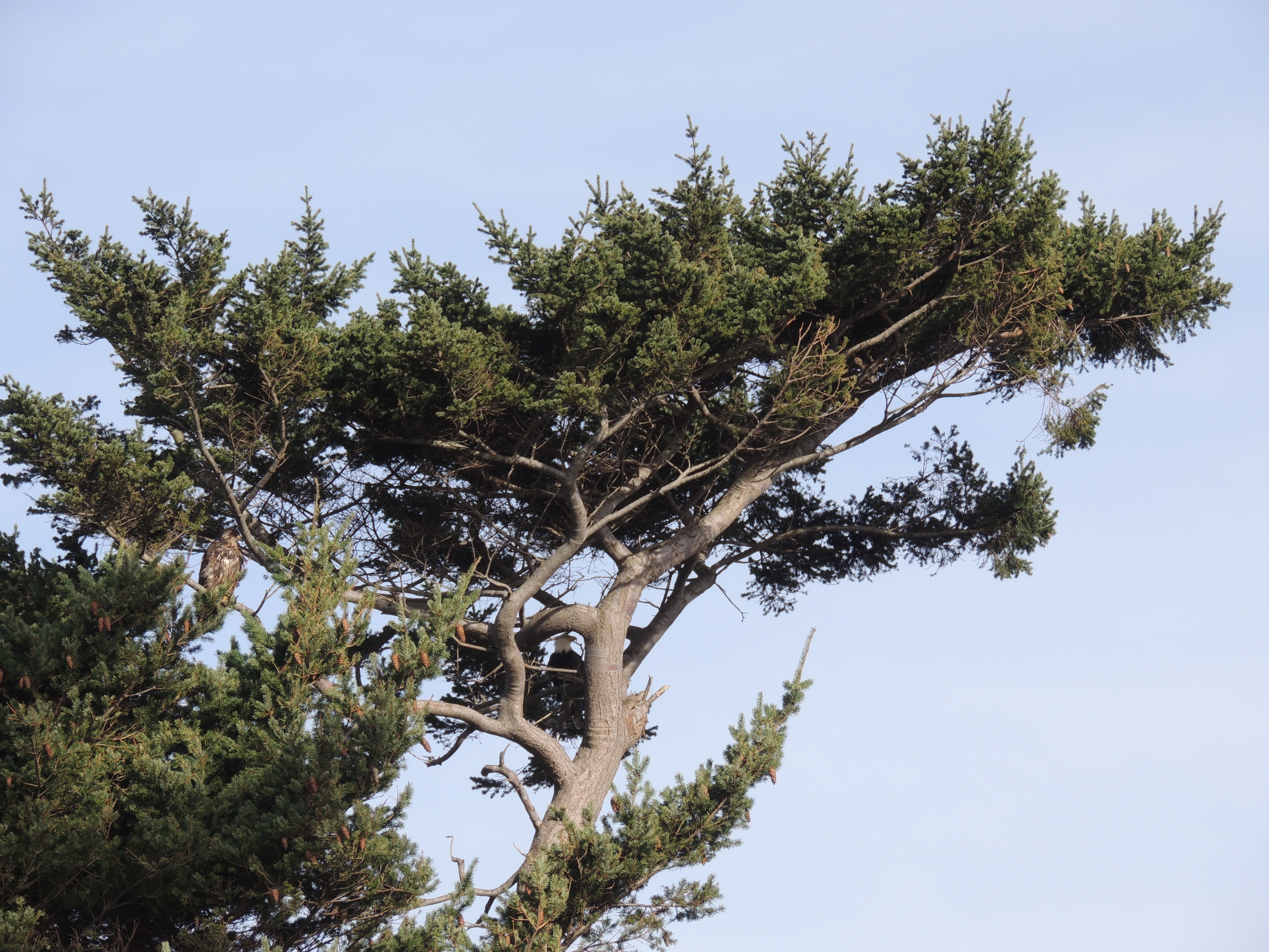 Adult and juvenile eagles high in a tree.