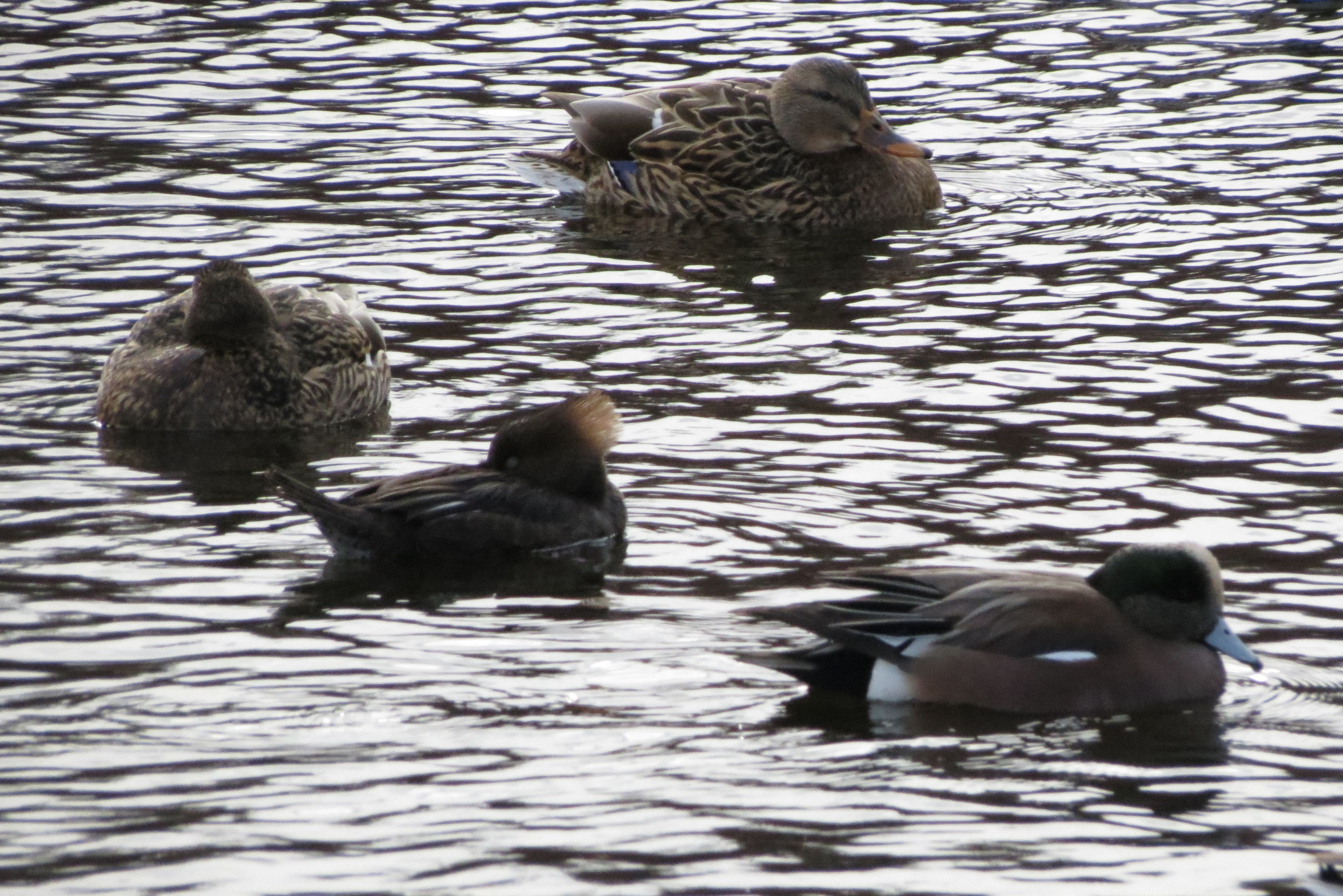four ducks on a cold pond: a mallard and a hooded merganser sleeping, a wigeon and another mallard
