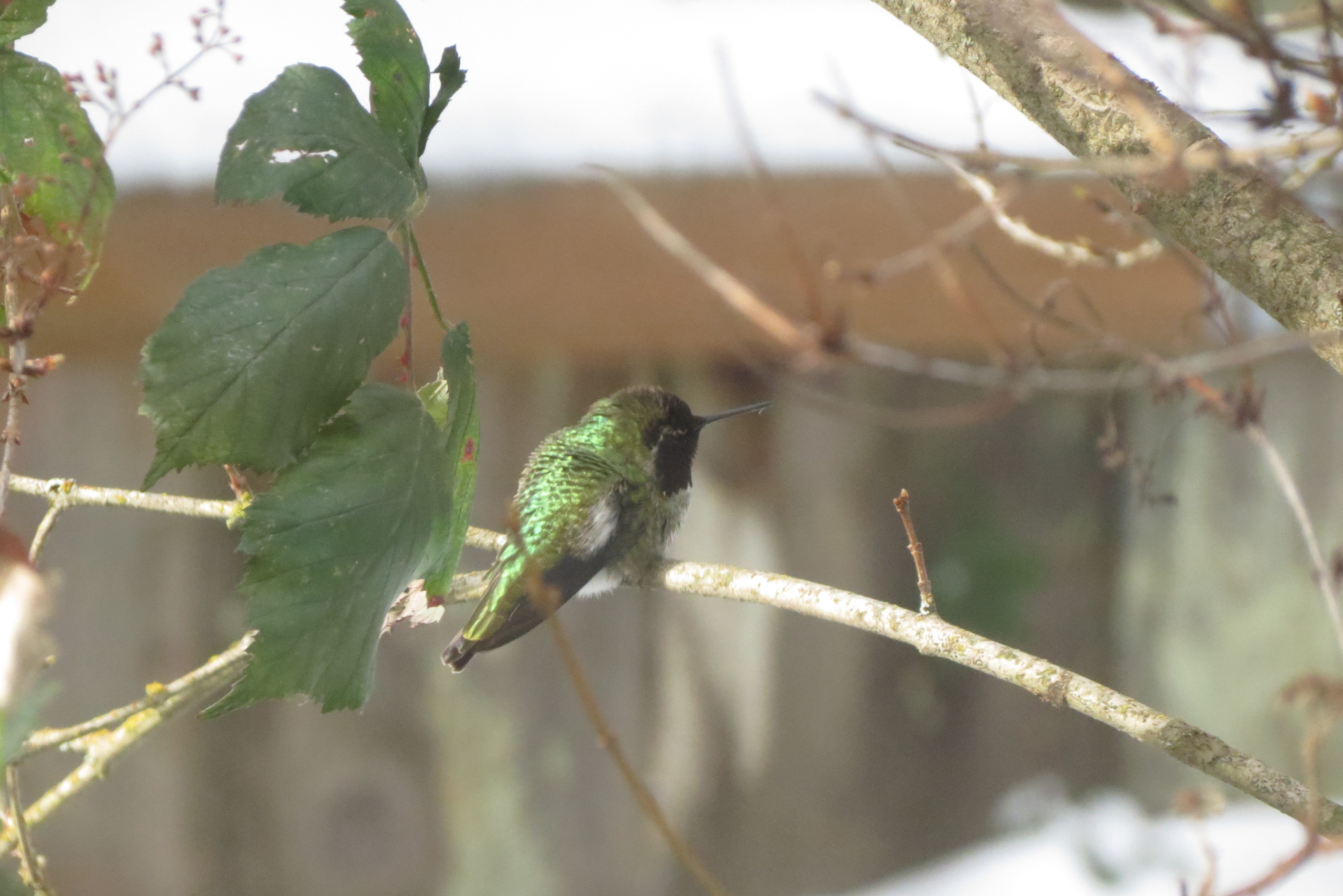 Anna's hummingbird sitting on a branch, with green iridescent feathers. 