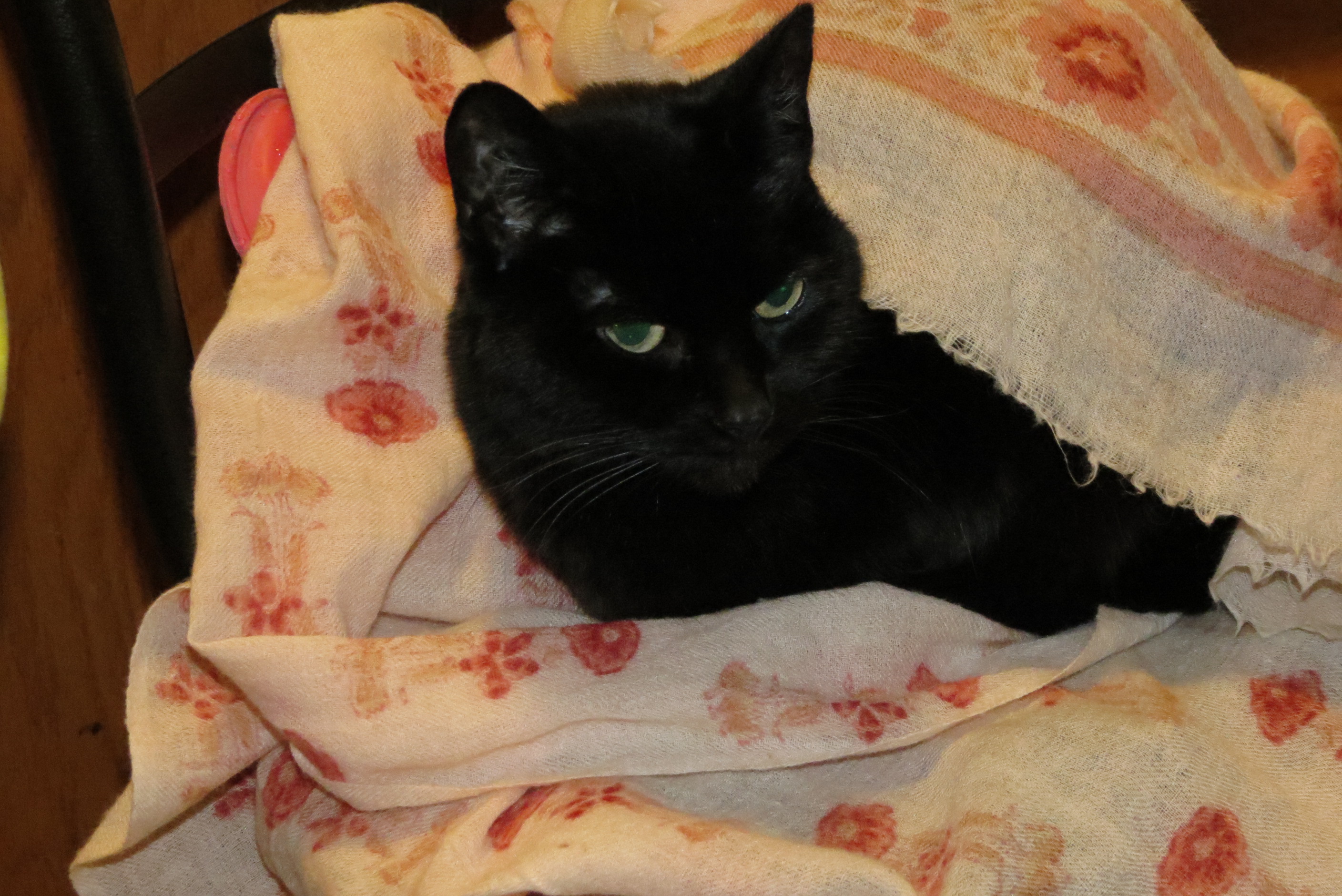 Black cat relaxed on a pink flowered wool scarf with a hot water bottle.