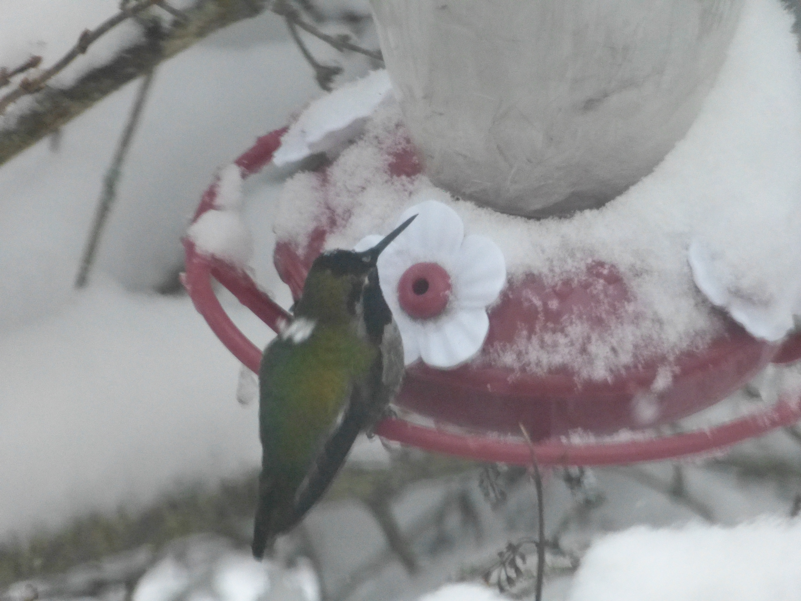Hummingbird on snow covered feeder.