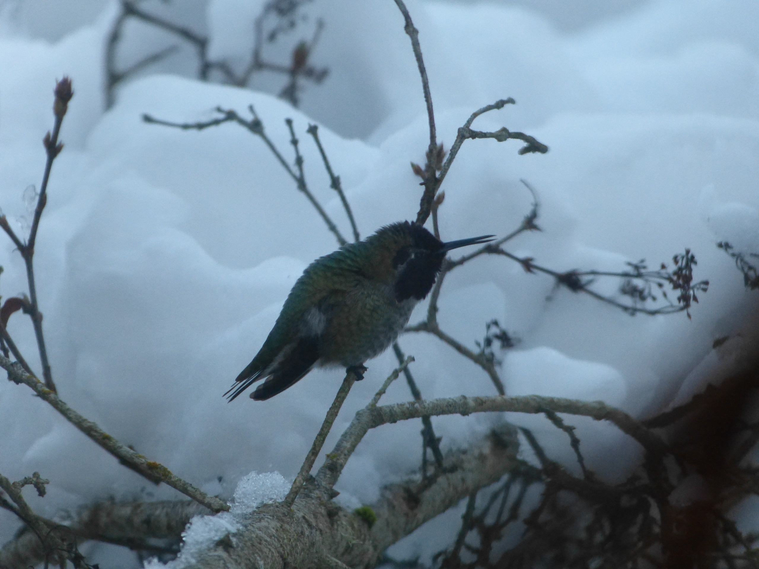 Anna's hummingbird on a snow covered lilac bush
