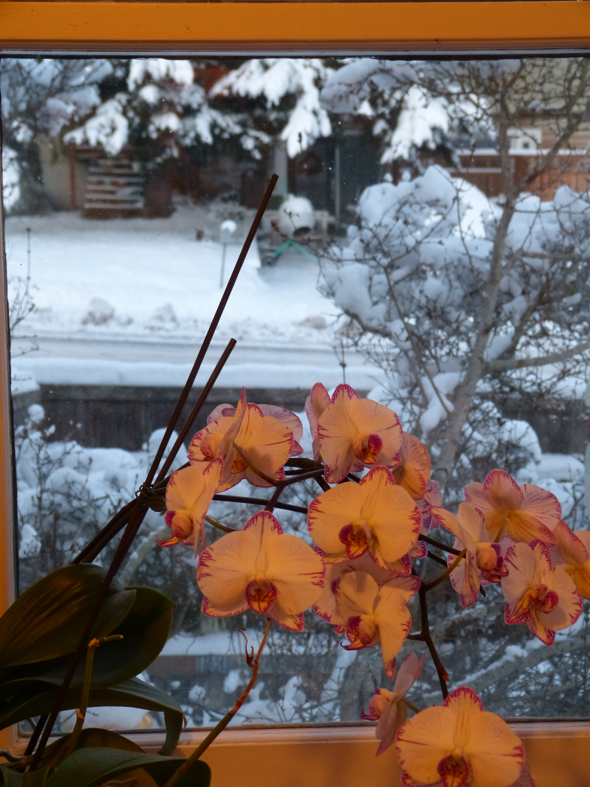 white orchids with pink throats in front of a snowy window
