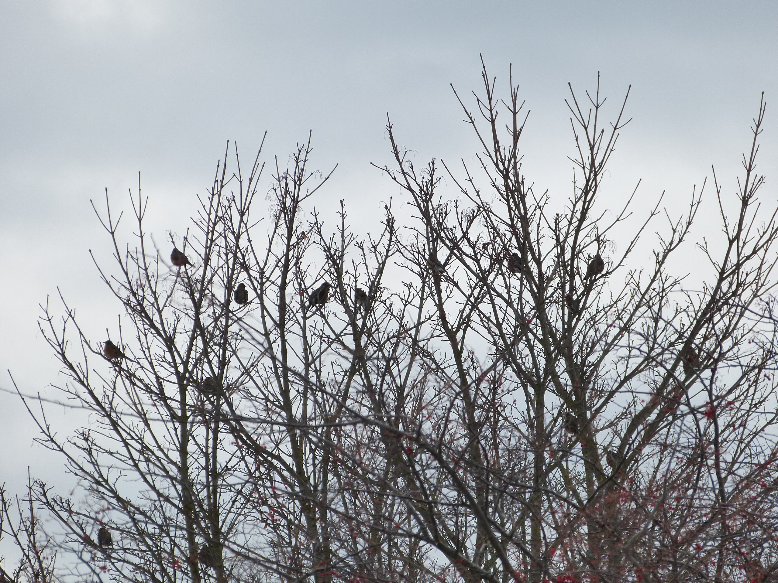 robins on guard and waiting to eat
