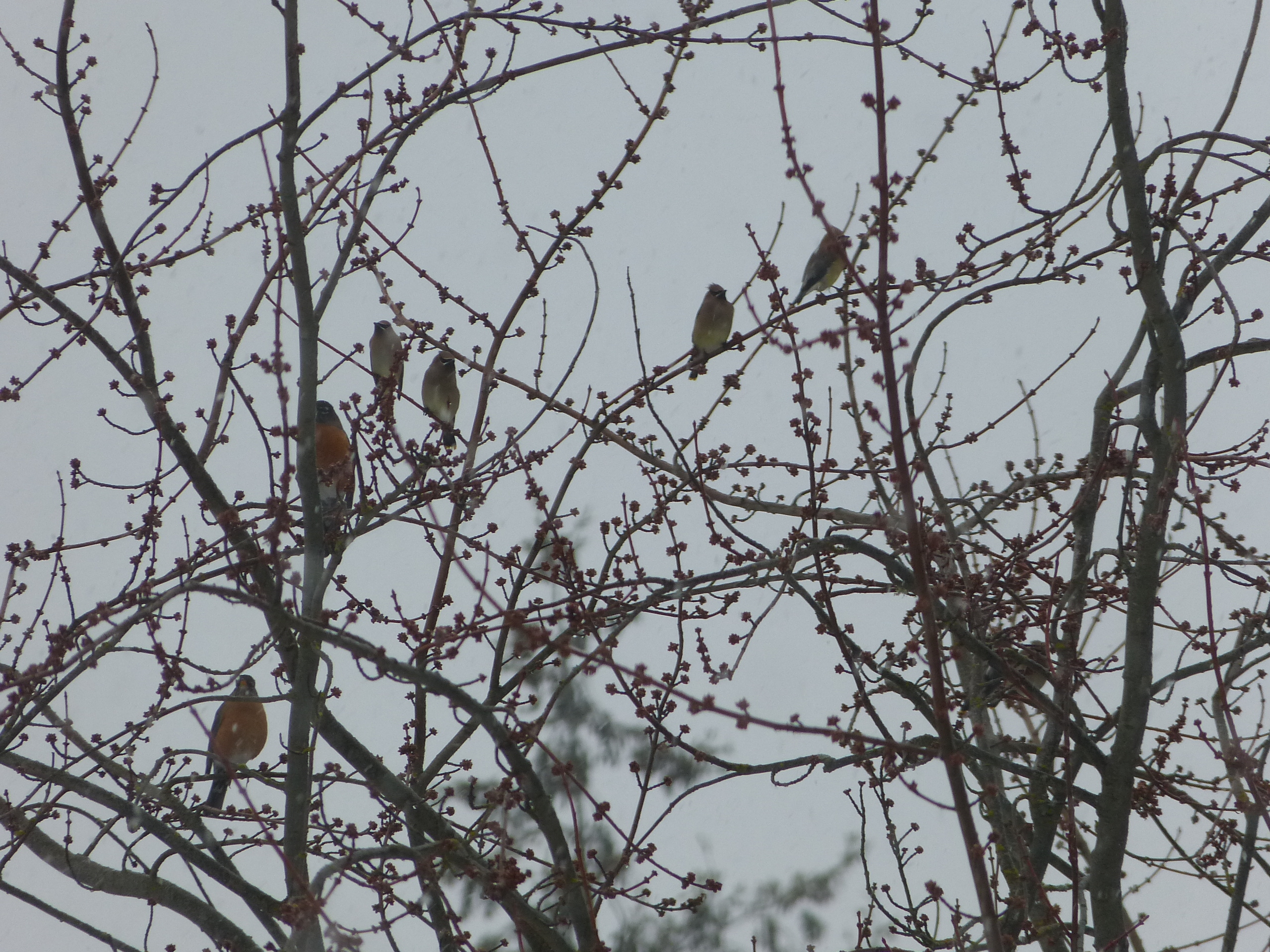 Cedar waxwings join a flock of robins. 
