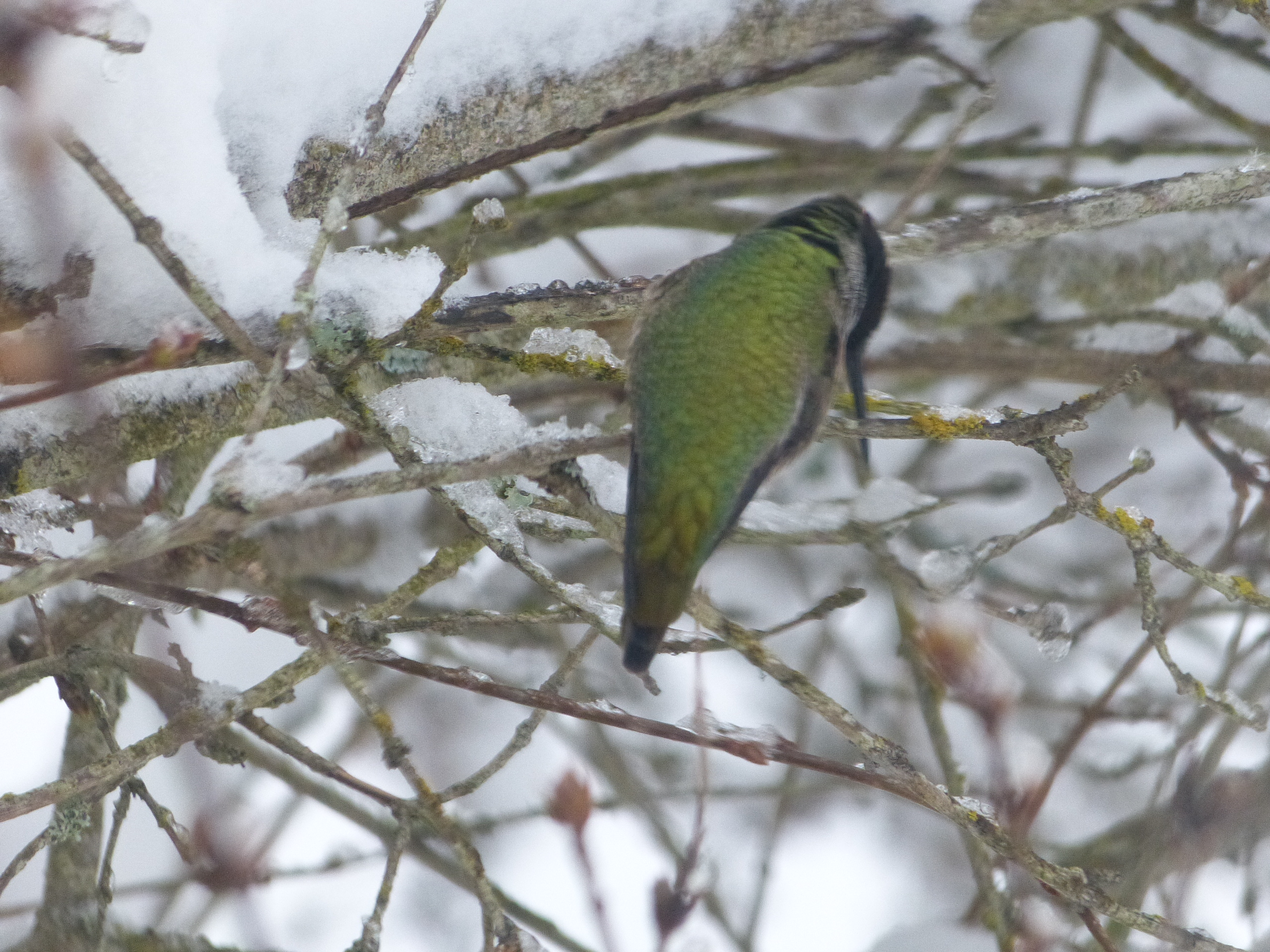a hummingbird doing beak care 