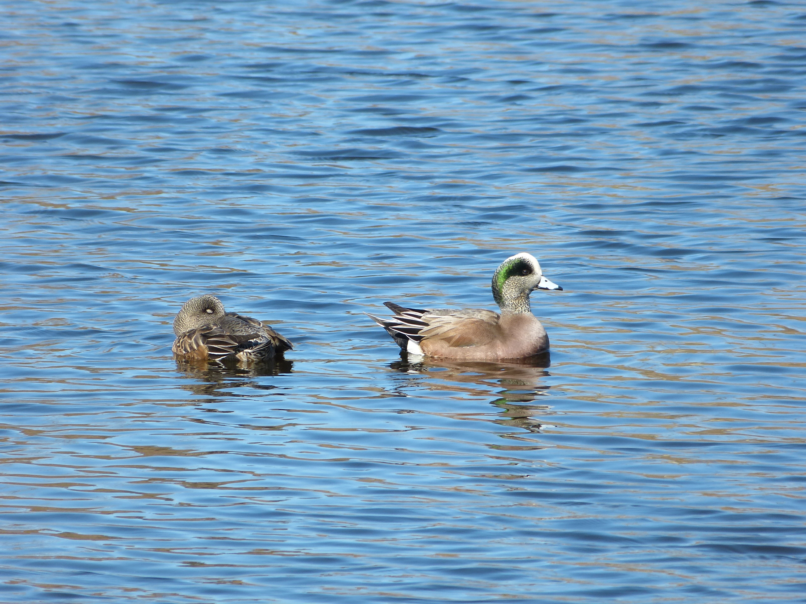 A pair of American wigeons, on the water, female asleep and male awake.