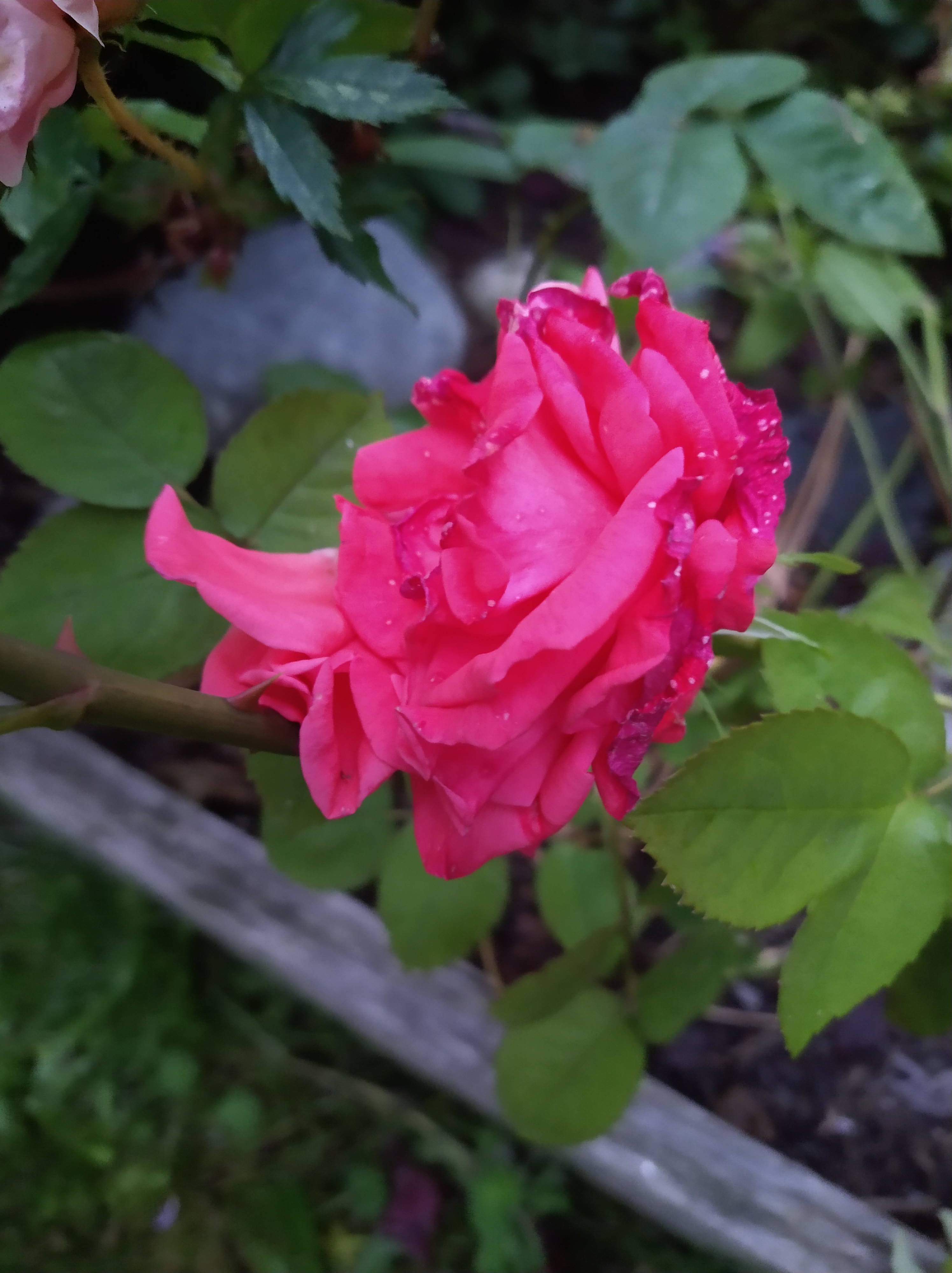Pkp Roses pink rose | KO Rural Mad As Hell Blog