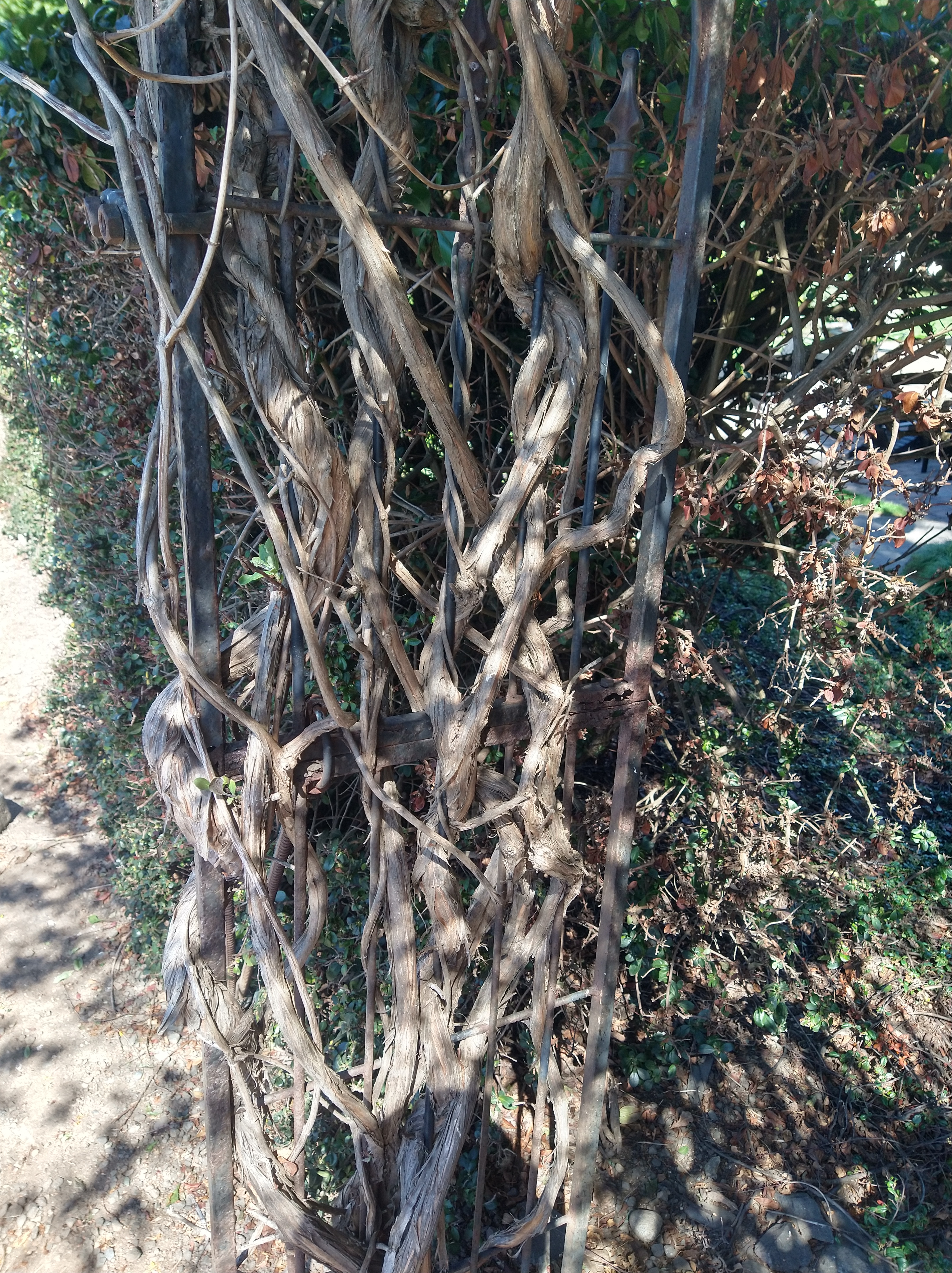entangled arch | KO Rural Mad As Hell Blog