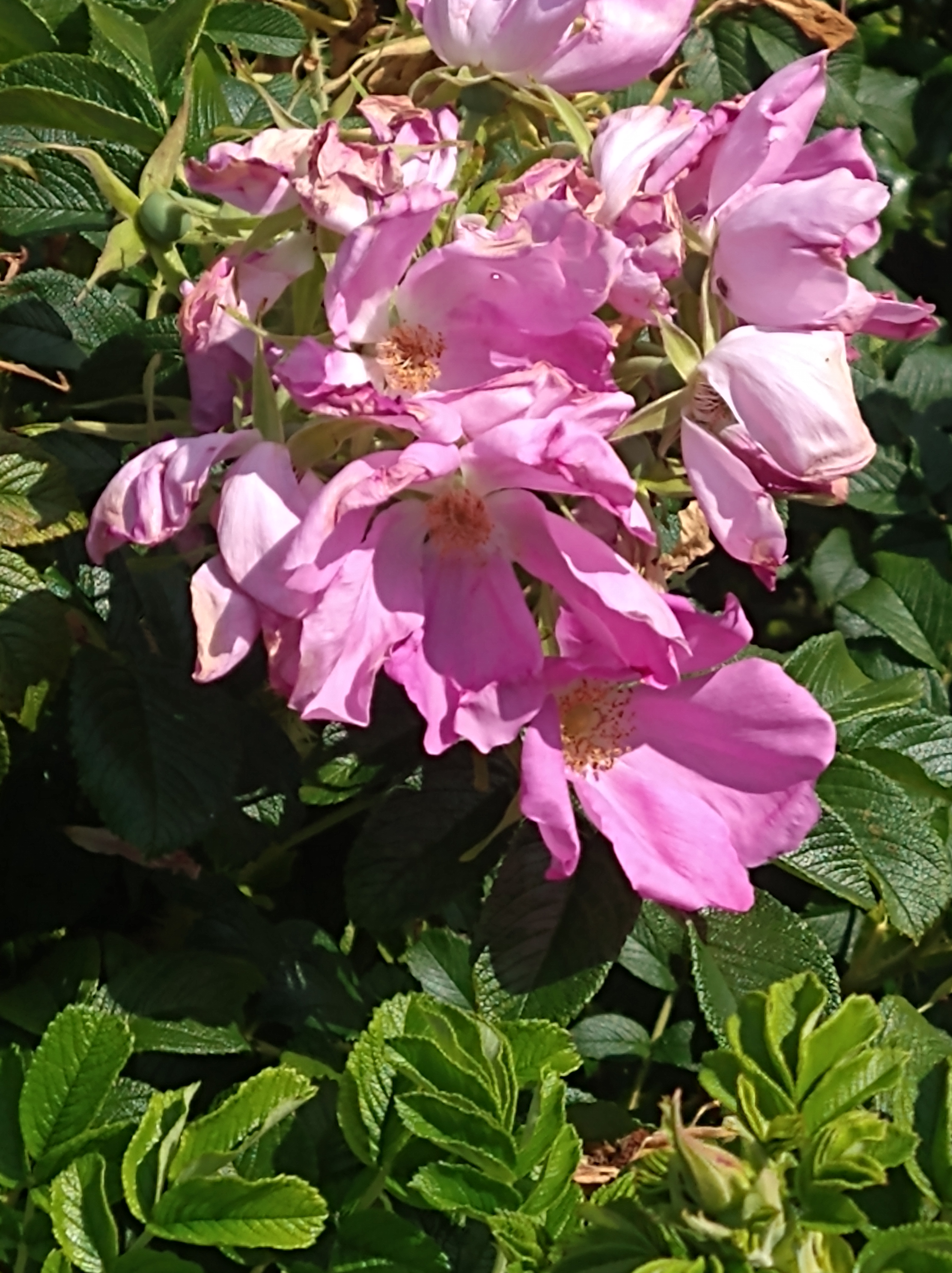pink roses | KO Rural Mad As Hell Blog