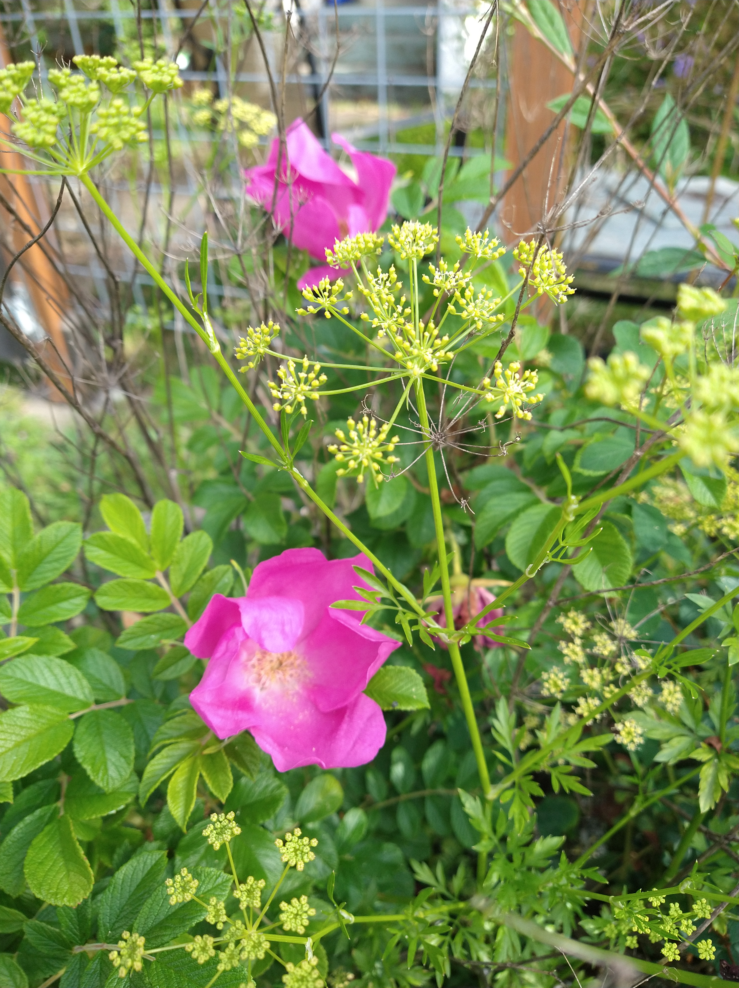 Parpai Roses rose and parsley | KO Rural Mad As Hell Blog