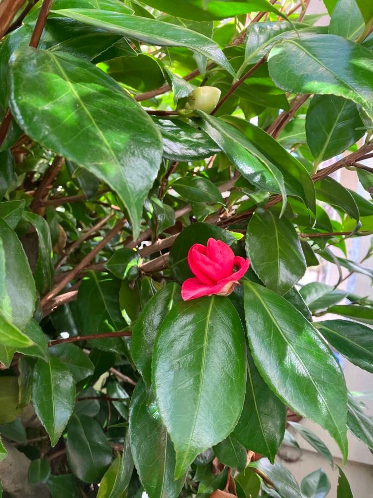 Calmaila First camillia | KO Rural Mad As Hell Blog