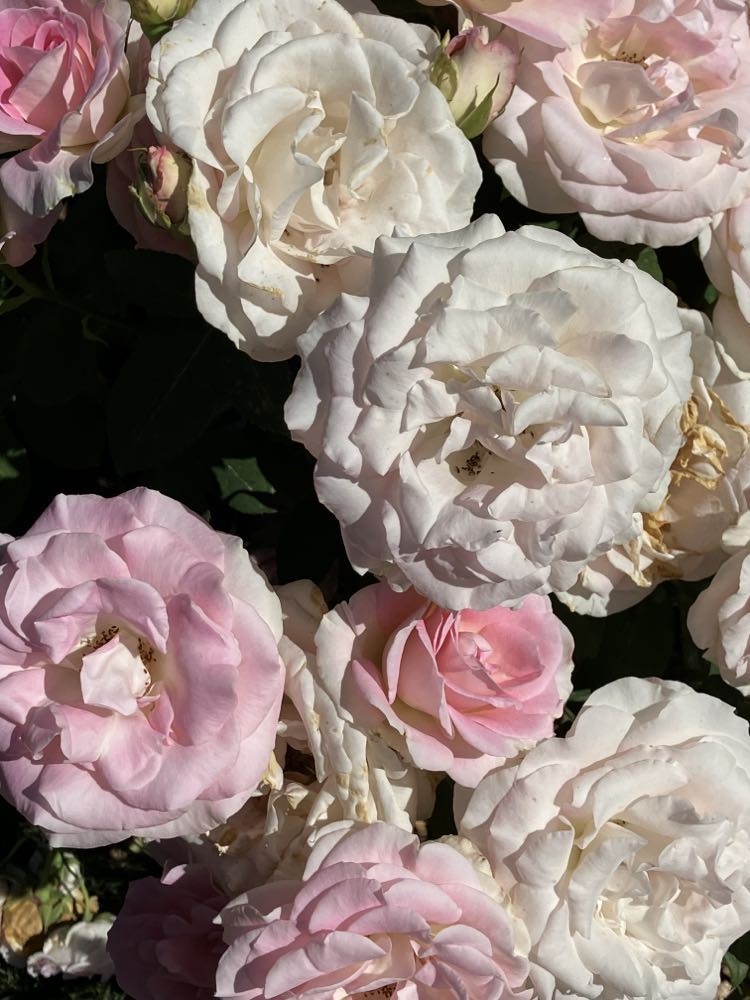 Pkp Roses Pink roses | KO Rural Mad As Hell Blog