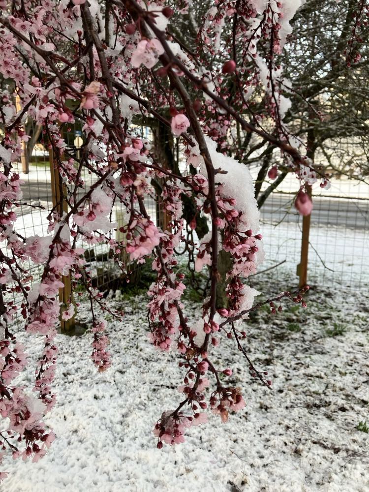 Spring snow 3 | KO Rural Mad As Hell Blog